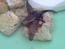 Young Gators at Gatorland Orlando Fl