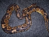 brown back