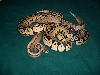 group