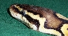 eye