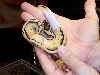 pastel pied