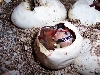 hatch2