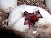 hatch1