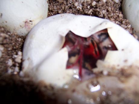 hatch1