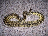 male pastel