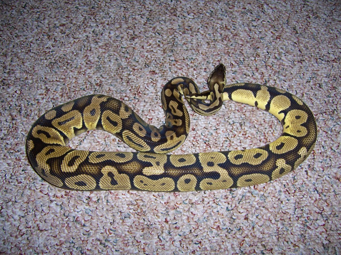 male pastel