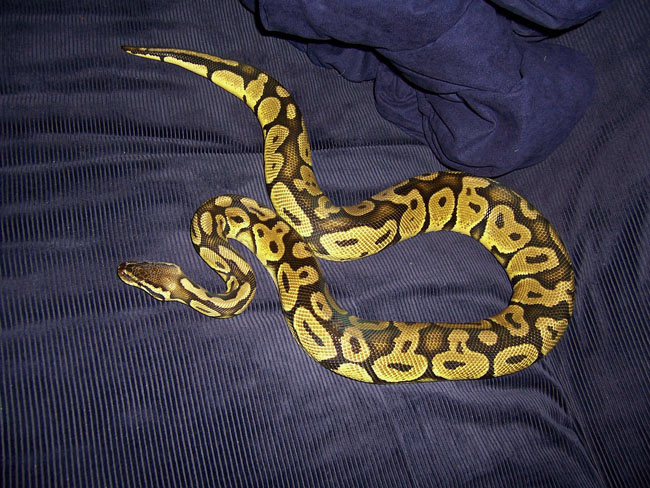 male pastel2