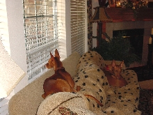 A Lazy Pharaoh Afternoon