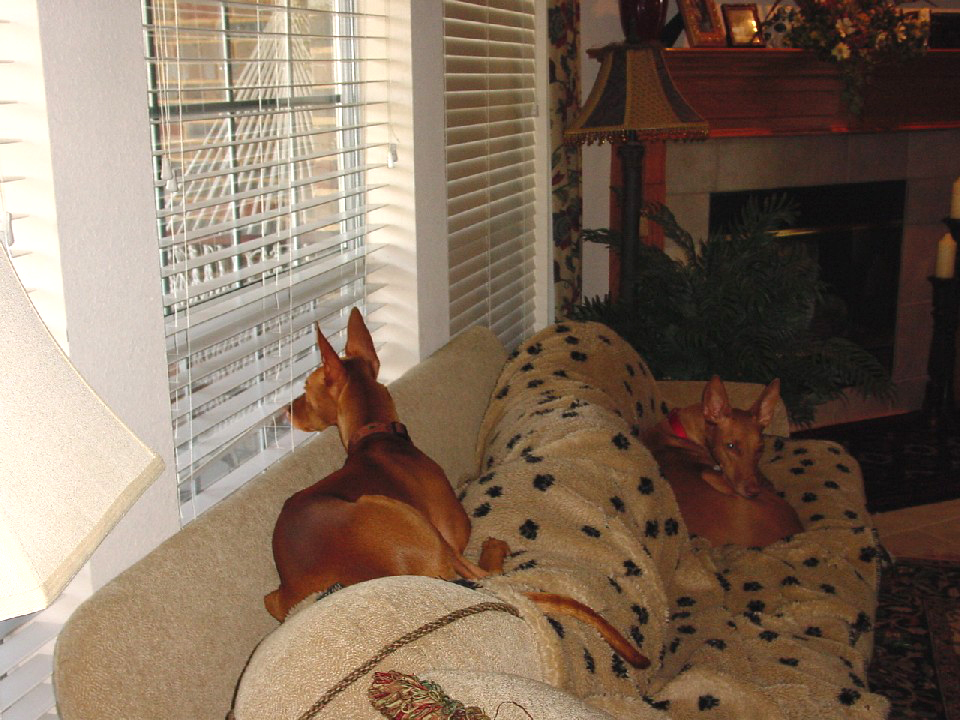 A Lazy Pharaoh Afternoon