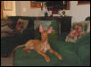 Mr. Attitude at 15 wks