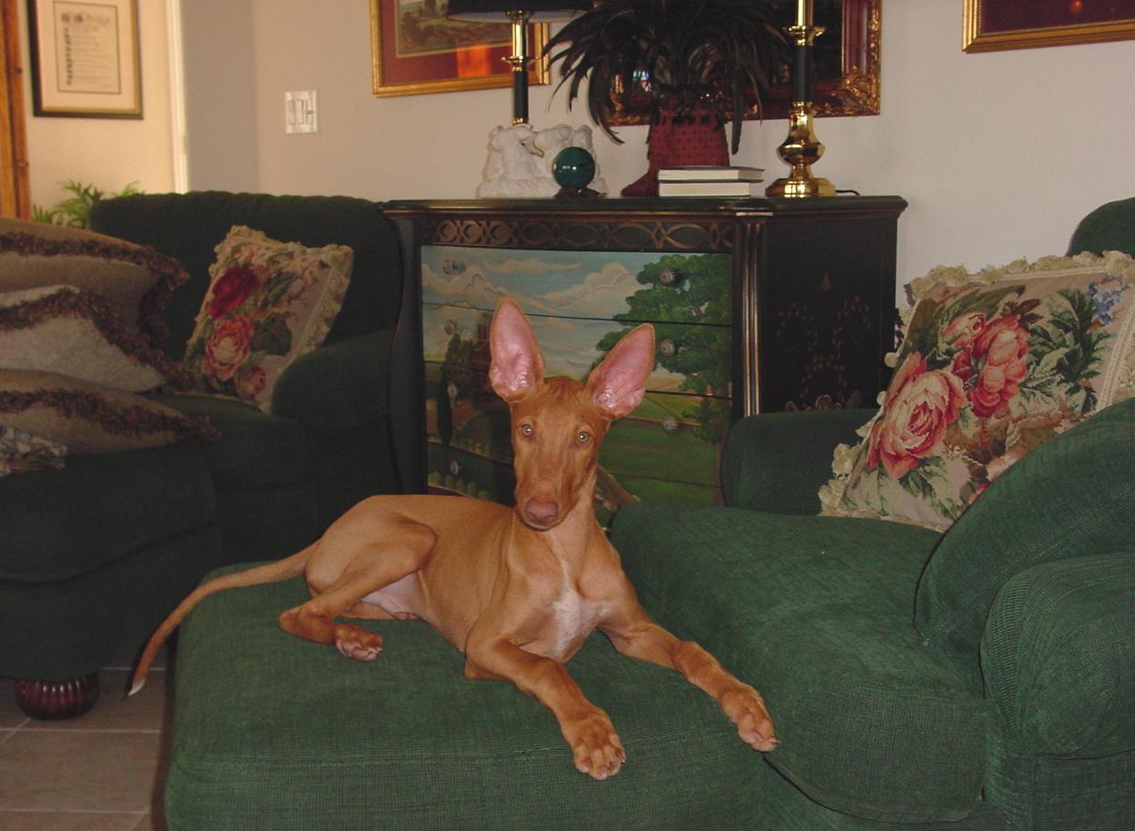 Mr. Attitude at 15 wks