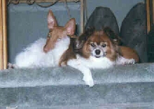 Puppy Breeze & Prissy 8/99