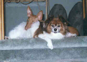 Puppy Breeze & Prissy 8/99
