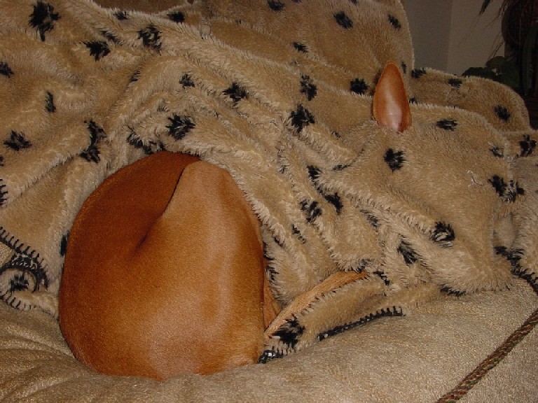 Sleeping with one ear open