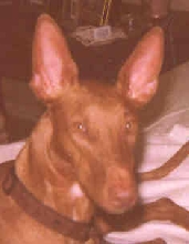 Callahan 17 mo old