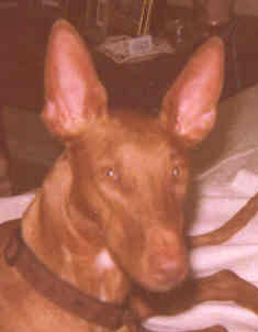 Callahan 17 mo old