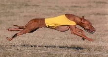 Callahan Lure Coursing 12/7/03