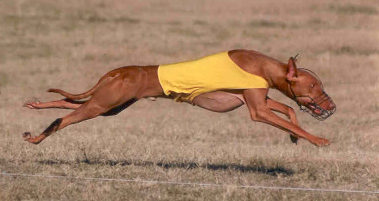 Callahan Lure Coursing 12/7/03