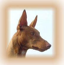 Callahan profile 2 yrs