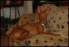 Callahan 7 mo old
