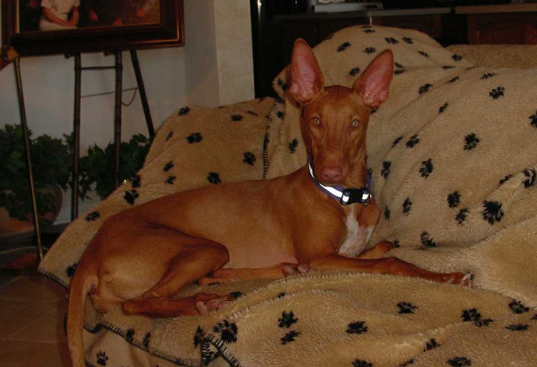 Callahan 7 mo old