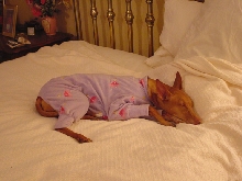 Breeze's new pajamas