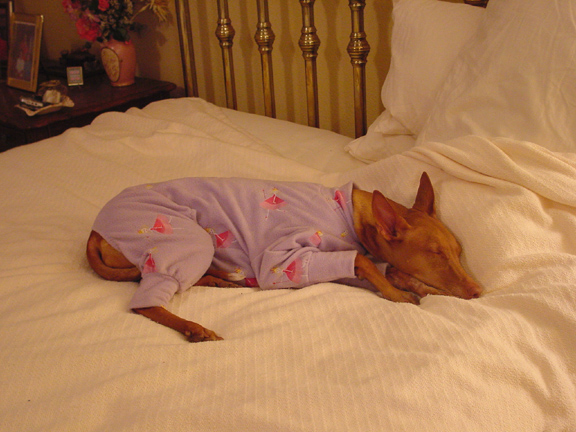 Breeze's new pajamas