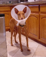 Poor pitiful Breeze