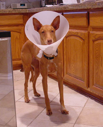 Poor pitiful Breeze