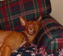 Happy sleep?