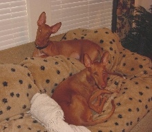 Couch Potatoes
