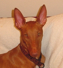 HAPPY 2ND BIRTHDAY, CALLAHAN