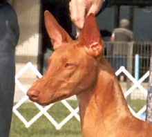 Callahan - Head shot 9/14/03