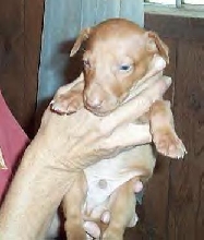Callahan at 4 weeks