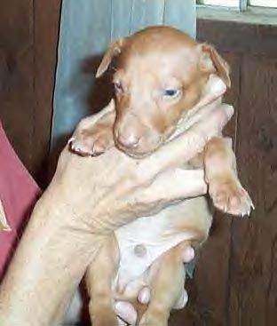Callahan at 4 weeks