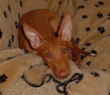 Right turn signal ears at 12 weeks