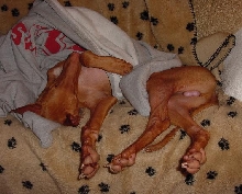 Sweet dreams