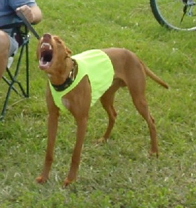 Coursing blanket
