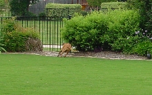 Fence running