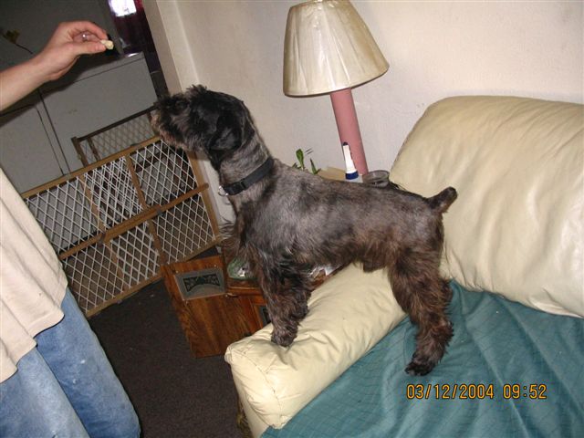 Sarge