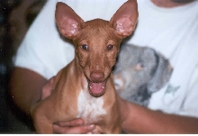 Khamsin at 10 weeks old