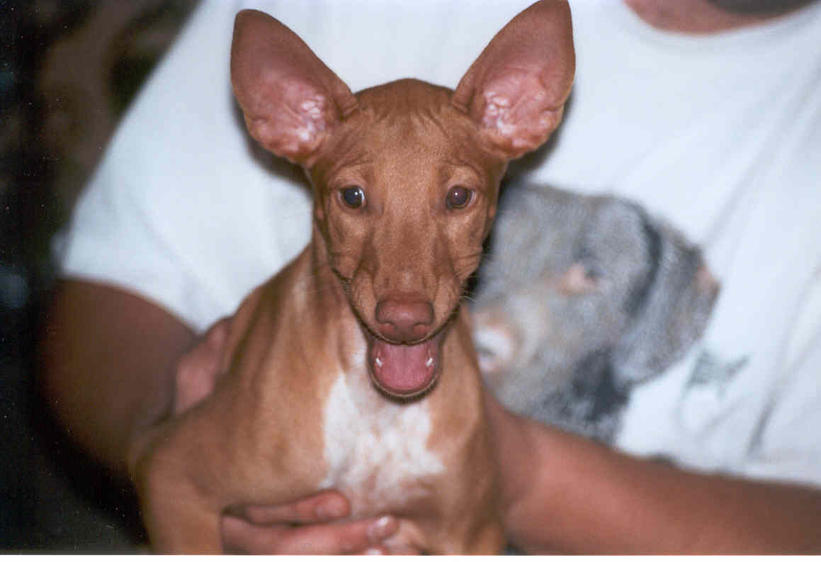 Khamsin at 10 weeks old