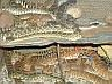 Den Pile
