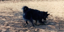 RileyDig