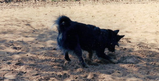 RileyDig