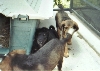 Rileyshelter