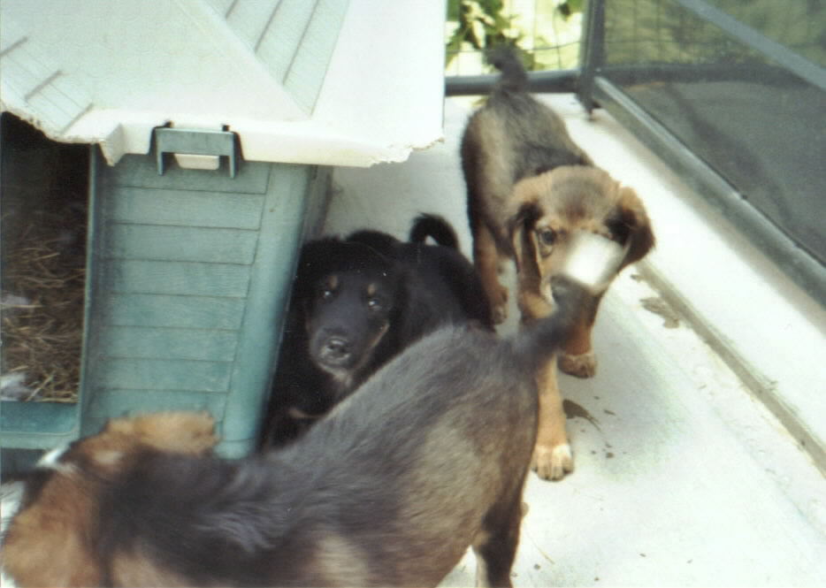 Rileyshelter