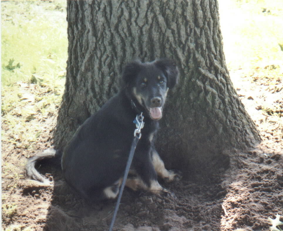 Rileytree