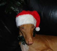 Merry Christmas from the Deals!