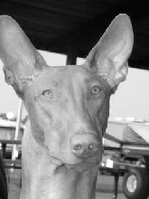 Phrodo head shot